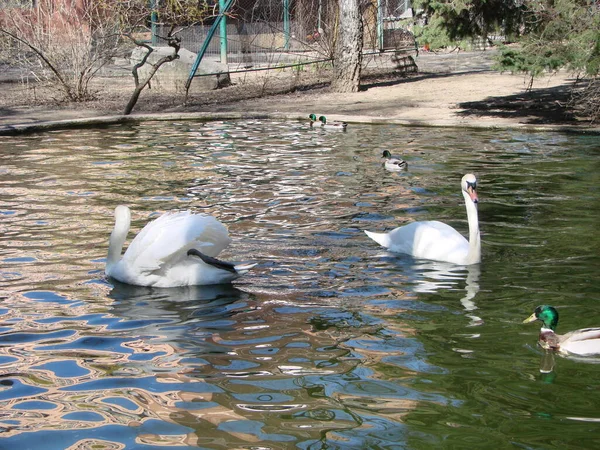 Cygne Blanc Dans Lac Brumeux Aube Beau Cygne Cygnus Romance — Photo