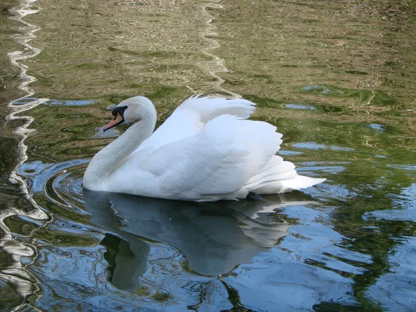 Cisne Branco Lago Nebuloso Amanhecer Belo Cisne Cygnus Romance Cisne — Fotografia de Stock