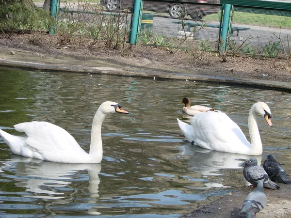 Witte Zwaan Het Mistige Meer Bij Zonsopgang Mooie Zwaan Het — Stockfoto