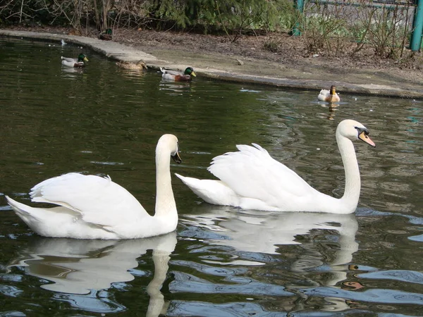 Weißer Schwan Nebligen See Der Morgendämmerung Schöner Schwan Cygnus Romantik — Stockfoto