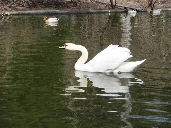 Weißer Schwan Nebligen See Der Morgendämmerung Schöner Schwan Cygnus Romantik — Stockfoto