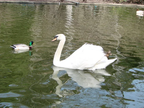 Weißer Schwan Nebligen See Der Morgendämmerung Schöner Schwan Cygnus Romantik — Stockfoto