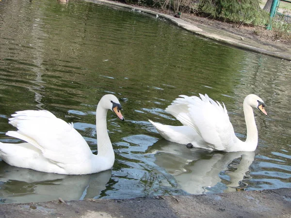 Weißer Schwan Nebligen See Der Morgendämmerung Schöner Schwan Cygnus Romantik — Stockfoto