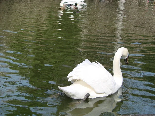 Cisne Branco Lago Nebuloso Amanhecer Belo Cisne Cygnus Romance Cisne — Fotografia de Stock