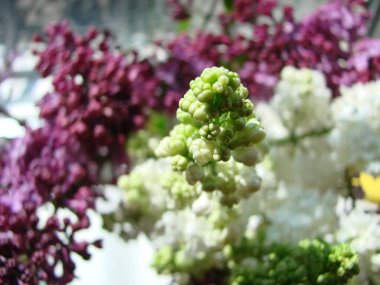 Bir buket güzel beyaz ve mor leylak çiçeği. Bahar çiçekleri. Narin çiçekli, çiçek açan leylak çalısı..