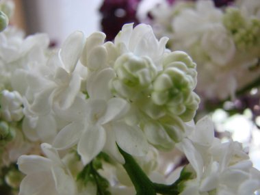 Yaygın bir şırınga, leylak, makro çalı, beyaz tarla. Taze çiçeklerle dolu bahar manzarası. Mavi gökyüzüne karşı beyaz çiçekli bitkiler. Sof odaklanma.