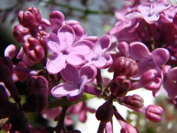 紫色のライラックの花の枝 シリンガ バルガリス 青空を背景にユリが花を咲かせます マクロ — ストック写真