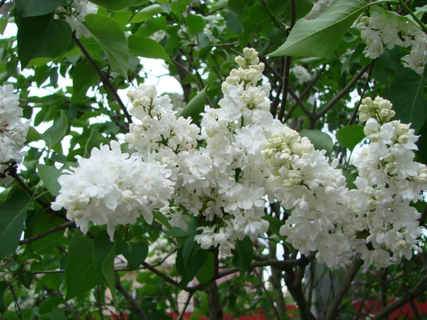 Floração Comum Syringa Vulgaris Lilacs Macro Arbusto Cultivar Branco Paisagem — Fotografia de Stock