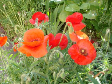 Kırmızıgelincikler yabani tarlada çiçek açar. yumuşak ışık. Doğal ilaçlar. Kırmızı gelincikler. Yalnız haşhaş..