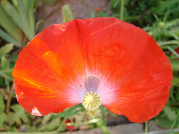 背景には ミツバチやコムギの畑がある赤いポピーの花 一般的なポピー パパバー ロシアと空飛ぶ大地バンブルビー — ストック写真