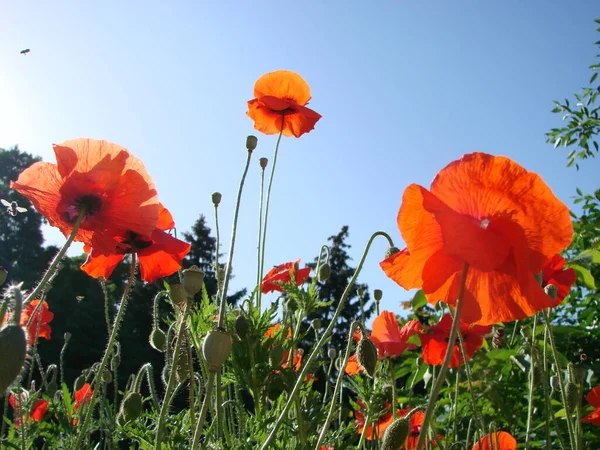 Flores Las Amapolas Rojas Florecen Campo Salvaje Luz Suave Drogas — Foto de Stock