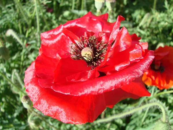 Terry Röd Rosa Orange Vallmo Närbilder Blommar Opium Vilt Fält — Stockfoto