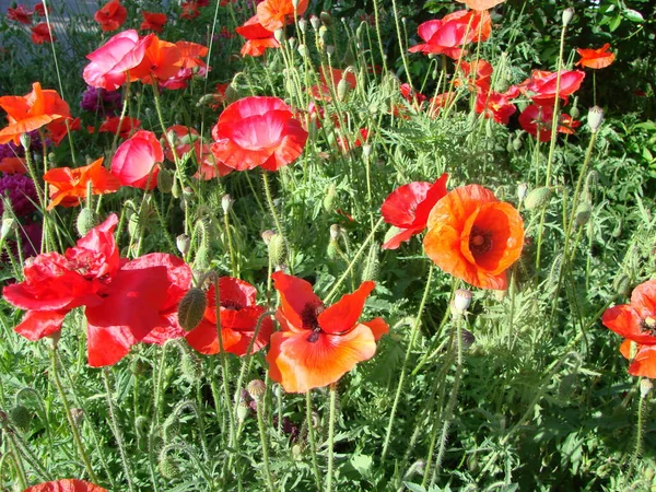 Blommor Röda Vallmo Blommar Vilda Fält Mjukt Ljus Naturliga Droger — Stockfoto