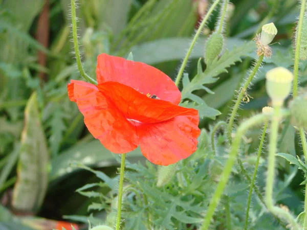 Frottee Rosa Orangefarbener Mohn Blüten Großaufnahme Opiumfeld — Stockfoto