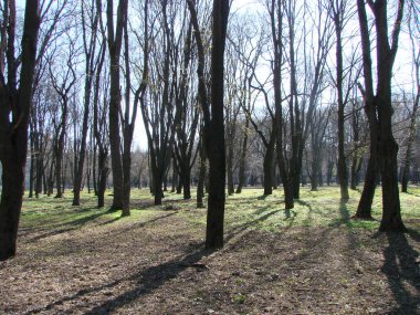 Baharda parktaki ağaçlar, yeşil yapraklar hala tomurcuklanıyor, parlak mavi gökyüzüne karşı.