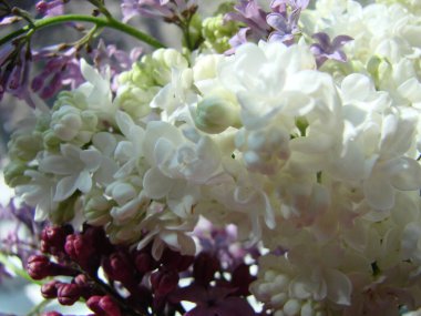 Yaygın bir şırınga, leylak, makro çalı, beyaz tarla. Taze çiçeklerle dolu bahar manzarası. Mavi gökyüzüne karşı beyaz çiçekli bitkiler. Sof odaklanma.