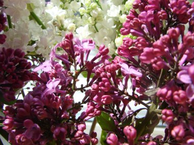 Mor leylak çiçekleri dalı, şırınga kabalığı. Zambak açan bitkiler mavi gökyüzüne karşı. Makro