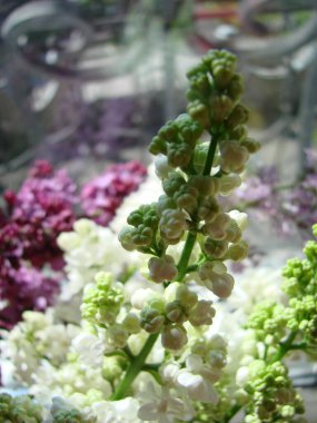 Bir buket güzel beyaz ve mor leylak çiçeği. Bahar çiçekleri. Narin çiçekli, çiçek açan leylak çalısı..