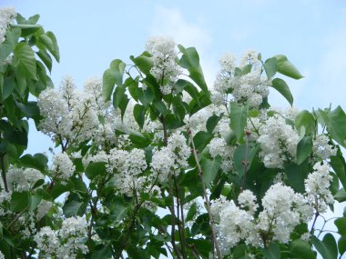 Yaygın bir şırınga, leylak, makro çalı, beyaz tarla. Mavi gökyüzüne karşı beyaz çiçekli bitkiler. Taze çiçeklerle dolu bahar manzarası.