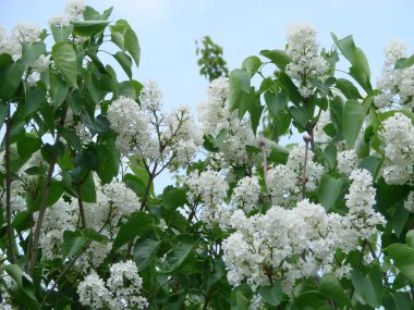 Yaygın bir şırınga, leylak, makro çalı, beyaz tarla. Mavi gökyüzüne karşı beyaz çiçekli bitkiler. Taze çiçeklerle dolu bahar manzarası.