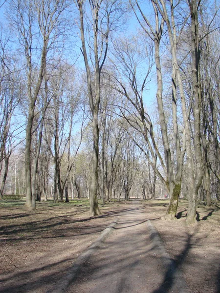 Fák Parkban Tavasszal Lombozat Még Mindig Rügyezik Fényes Kék Ellen — Stock Fotó