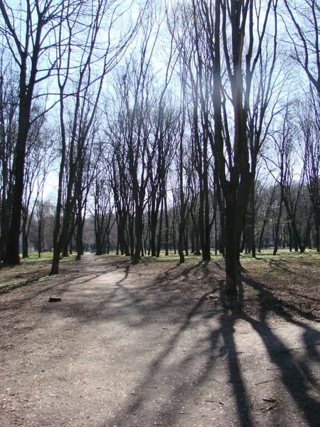 Деревья Парке Весной Листья Почки Против Ярко Голубого Неба — стоковое фото