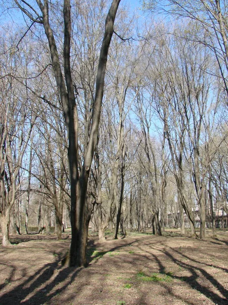 Árvores Parque Primavera Folhagem Ainda Brota Contra Céu Azul Brilhante — Fotografia de Stock