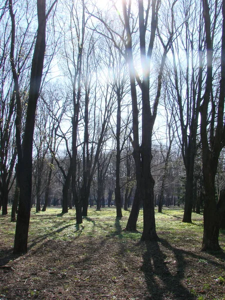 Drzewa Parku Wiosną Liście Wciąż Pąki Przeciwko Jasnym Błękitnym Niebem — Zdjęcie stockowe