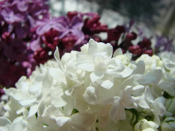 Bouquet Beautiful White Purple Lilac Flowers Spring Flowering Flowering Lilac — Stock Photo, Image