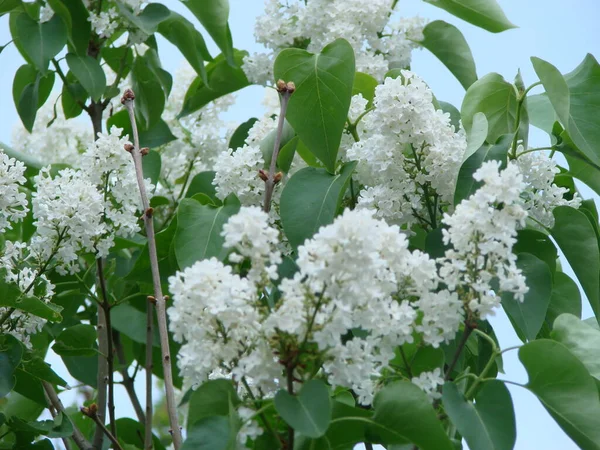 Florecimiento Común Syringa Vulgaris Lilacs Macro Arbusto Cultivar Blanco Lirio — Foto de Stock