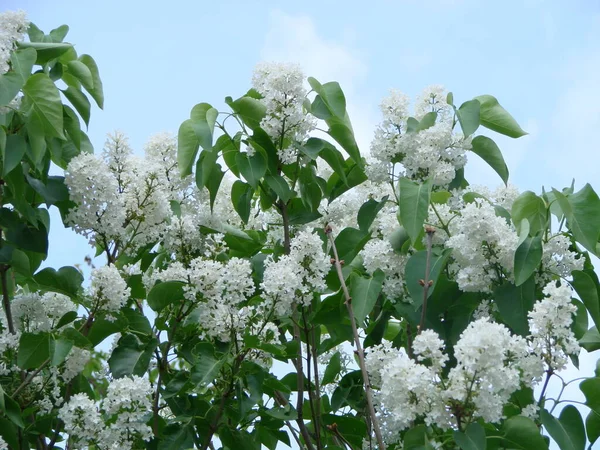 Yaygın bir şırınga, leylak, makro çalı, beyaz tarla. Mavi gökyüzüne karşı beyaz çiçekli bitkiler. Taze çiçeklerle dolu bahar manzarası.