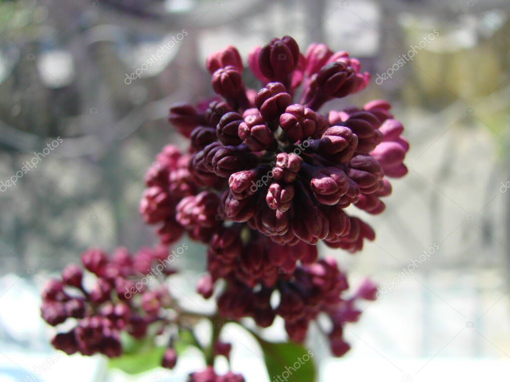 Branch of purple lilac flowers, Syringa vulgaris. lily blooming plants background against blue sky. Macro