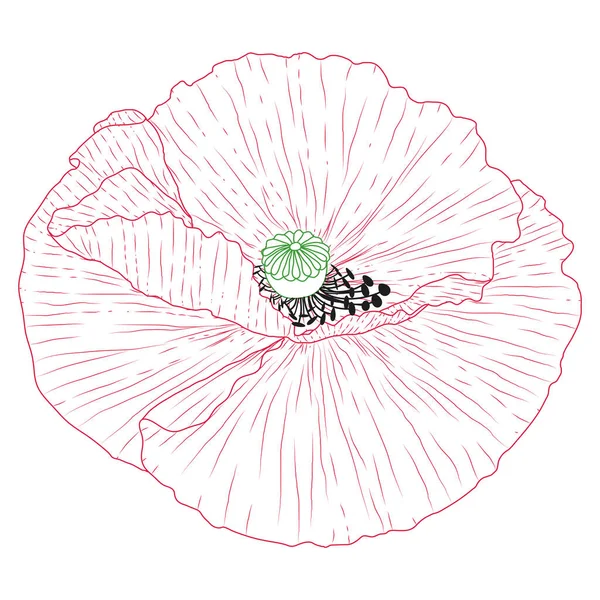 Flores Papoula Califórnia Desenhado Esboço Com Linha Arte Branco —  Vetores de Stock
