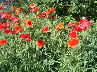 Kırmızıgelincikler yabani tarlada çiçek açar. yumuşak ışık. Doğal ilaçlar. Kırmızı gelincikler. Yalnız haşhaş..