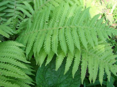 Mükemmel doğal eğrelti otu deseni. Genç yeşil eğreltiotu yapraklarıyla yapılmış güzel bir arka plan..