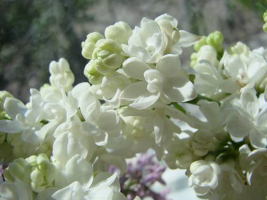 Yaygın bir şırınga, leylak, makro çalı, beyaz tarla. Taze çiçeklerle dolu bahar manzarası. Mavi gökyüzüne karşı beyaz çiçekli bitkiler. Sof odaklanma.