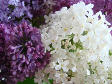 Bir buket güzel beyaz ve mor leylak çiçeği. Bahar çiçekleri. Narin çiçekli, çiçek açan leylak çalısı..
