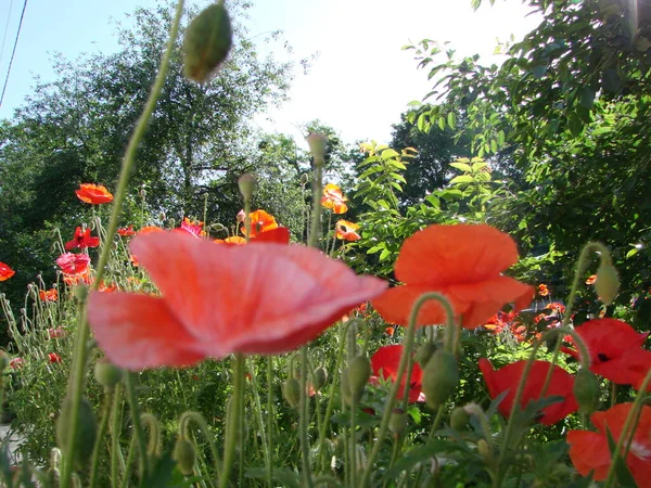 Blumen Roter Mohn Blüht Auf Wildem Feld Weiches Licht Natürliche — Stockfoto
