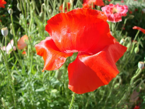 Fleurs Pavot Rouge Avec Des Champs Abeille Blé Sur Fond — Photo