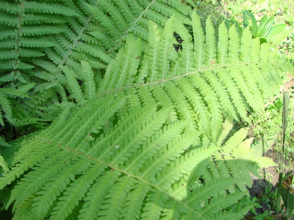 Perfetto Modello Felce Naturale Bello Sfondo Fatto Con Giovani Foglie — Foto Stock