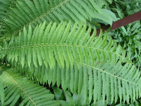 Parfait Motif Naturel Fougère Beau Fond Fait Avec Jeunes Feuilles — Photo