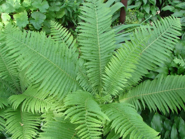 Perfetto Modello Felce Naturale Bello Sfondo Fatto Con Giovani Foglie — Foto Stock