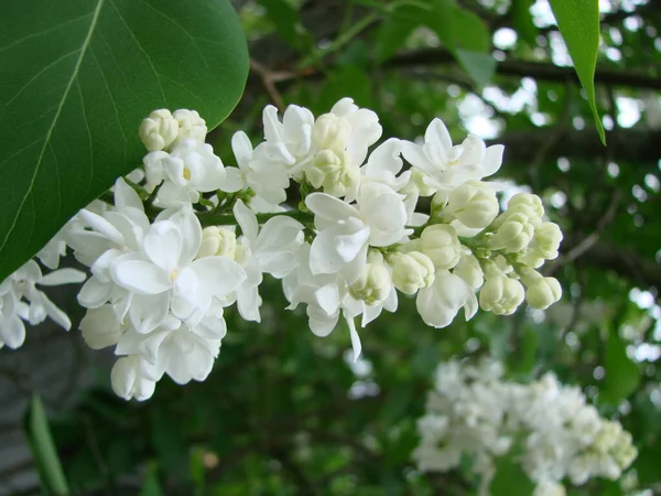 Ανθισμένη Κοινή Syringa Vulgaris Lilacs Macro Bush Λευκή Ποικιλία Ανοιξιάτικο — Φωτογραφία Αρχείου