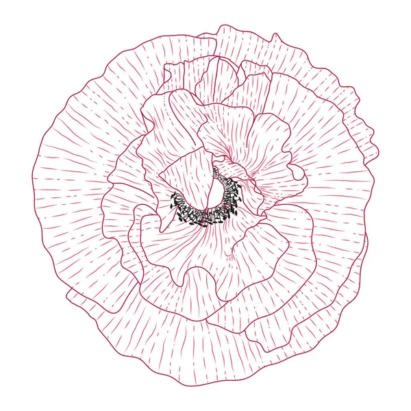 Flores Papoula Califórnia Desenhado Esboço Com Linha Arte Branco — Vetor de Stock