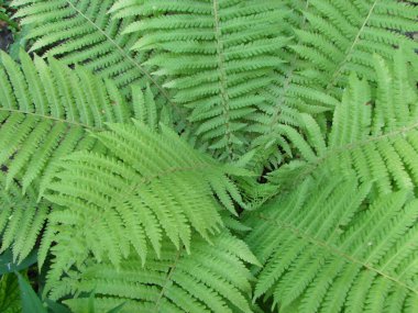 Mükemmel doğal eğrelti otu deseni. Genç yeşil eğreltiotu yapraklarıyla yapılmış güzel bir arka plan..