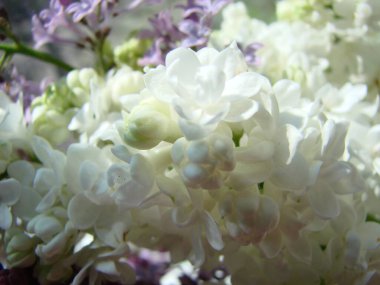 Yaygın bir şırınga, leylak, makro çalı, beyaz tarla. Taze çiçeklerle dolu bahar manzarası. Mavi gökyüzüne karşı beyaz çiçekli bitkiler. Sof odaklanma.