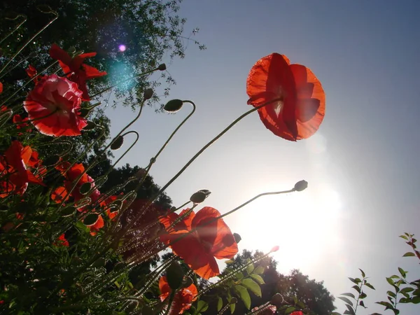 Blumen Roter Mohn Blüht Auf Wildem Feld Weiches Licht Natürliche — Stockfoto