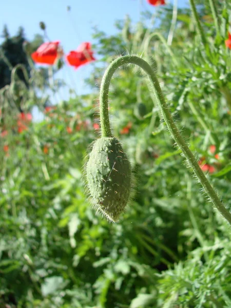 Flores Papoulas Vermelhas Florescem Campo Selvagem Luz Suave Drogas Naturais — Fotografia de Stock