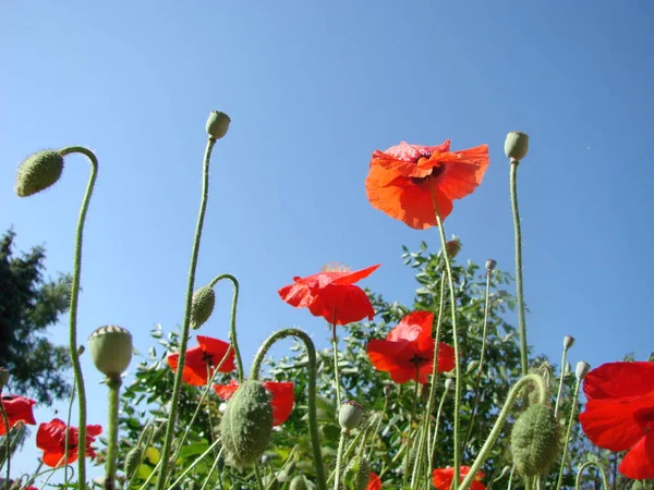 Flores Las Amapolas Rojas Florecen Campo Salvaje Luz Suave Drogas — Foto de Stock