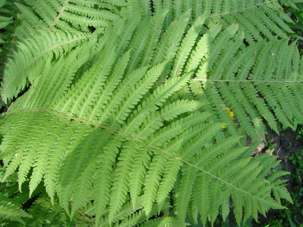 Perfetto Modello Felce Naturale Bello Sfondo Fatto Con Giovani Foglie — Foto Stock